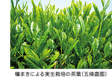 茶畑