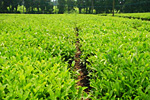 個性的な実生栽培の茶園