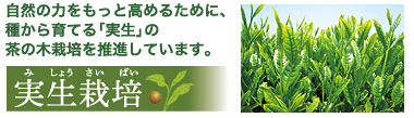 自然の力をもっと高めるために、種から育てる「実生」の茶の木栽培を推進しています。